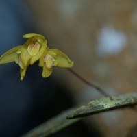 Bulbophyllum petiolare Thwaites